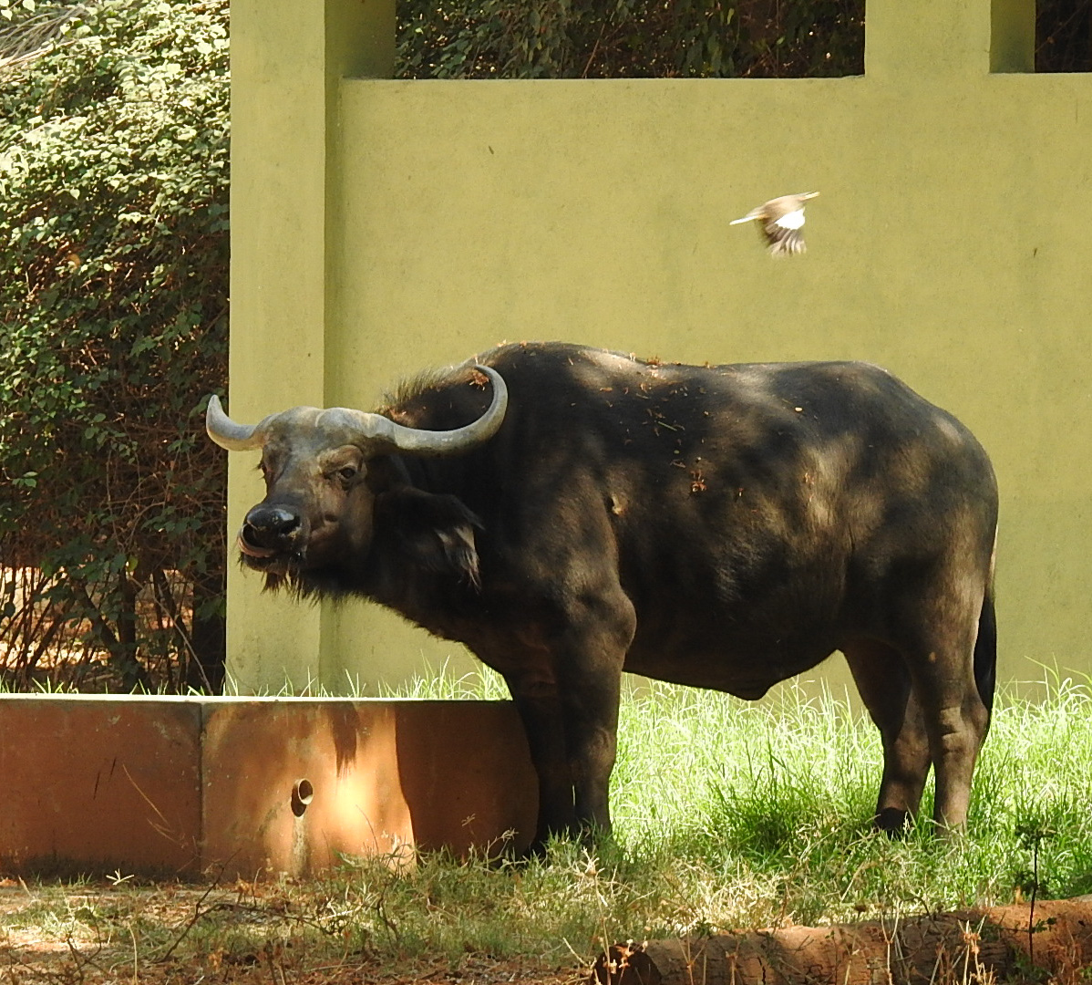 Cape Buffalo